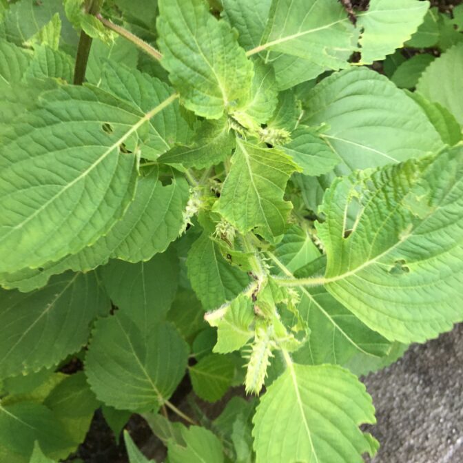 葉用種エゴマの葉パウダー 無農薬 低温乾燥 静岡県産 約40日分 | 有限会社美緑