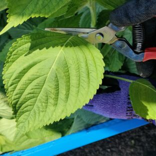 ロスマリン酸とルテオリンの効果とβ-カロテンの役割