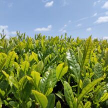 抗ウイルス・ カテキン・ 緑茶