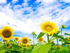 妄想、夢想、実年齢