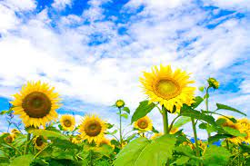 妄想、夢想、実年齢