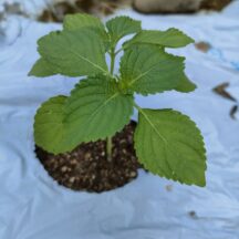免疫力向上と抗酸化作用!静岡のえごま葉パウダーの秘密