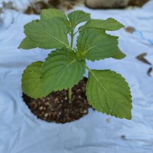 🌿【毎日の食卓に自然の恵みを】えごまの葉パウダーで健やか習慣を