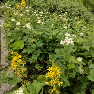 「えごまの葉の効果とは？免疫と炎症に効く理由」