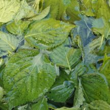 mirokuのえごまの葉パウダーで健康に!野菜不足と抗酸化をサポート
