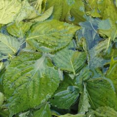 mirokuのえごまの葉パウダーで健康に！野菜不足と抗酸化をサポート