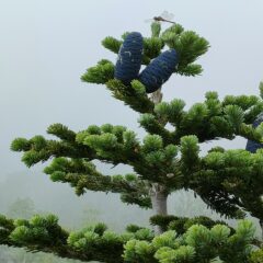 🌿えごまの葉パウダーで、人生をもっと楽しむために