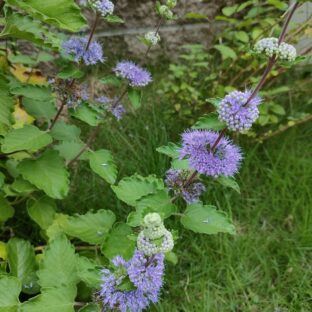 本当に安心できるものを、毎日の食卓に  ― 無添加のエゴマの葉パウダーが叶える、自然のチカラをそのままに ―